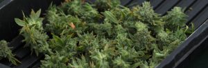Anden-Harvest-Humidity-Sensor-Plant-Marijuana